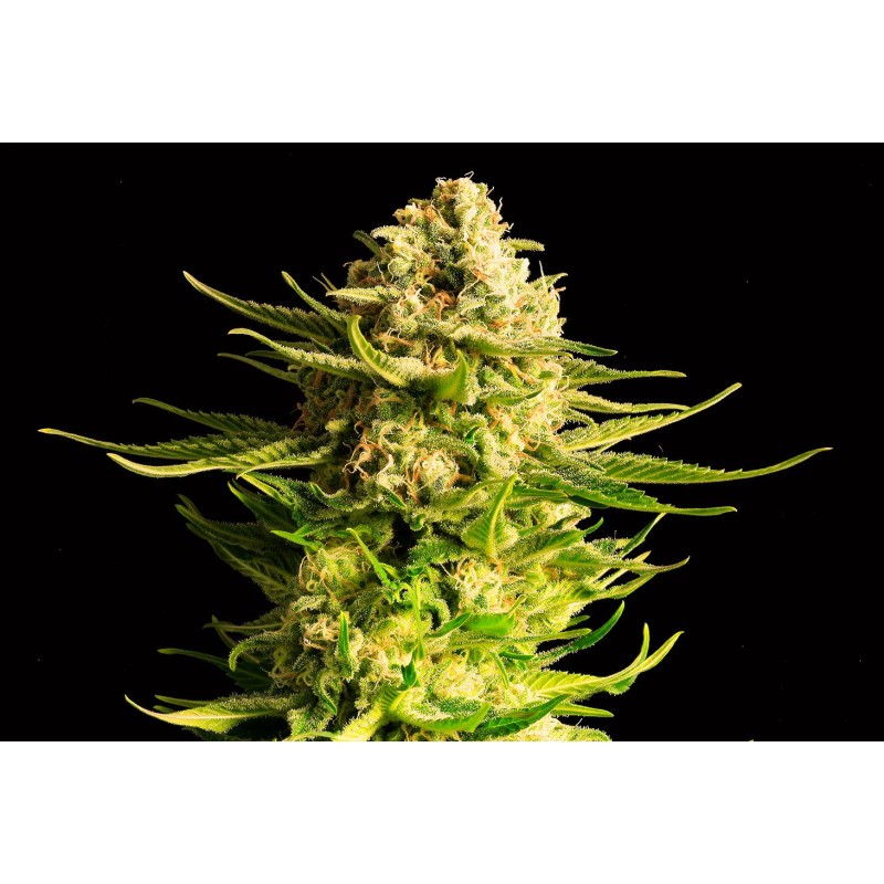 INDICA CREAM · Kannabia Seed Company · kenevir tohum · Disi · Fem