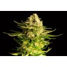 INDICA CREAM · Kannabia Seed Company · cannabis seeds · Fem