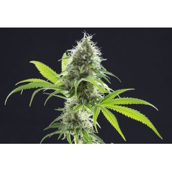 KAMA KUSH CBD · Kannabia Seed Company · cannabis seeds · Fem