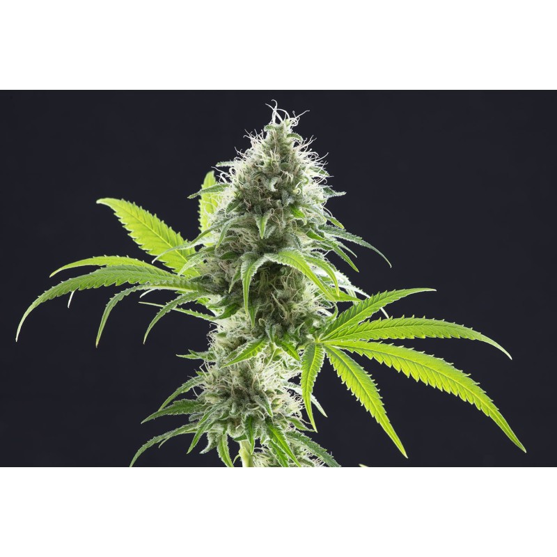 KAMA KUSH CBD · Kannabia Seed Company · kenevir tohum · Disi · Fem