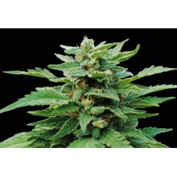 KARIBBEAN MANGO · Kannabia Seed Company · cannabis seeds · Fem