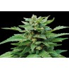 KARIBBEAN MANGO · Kannabia Seed Company · cannabis seeds · Fem