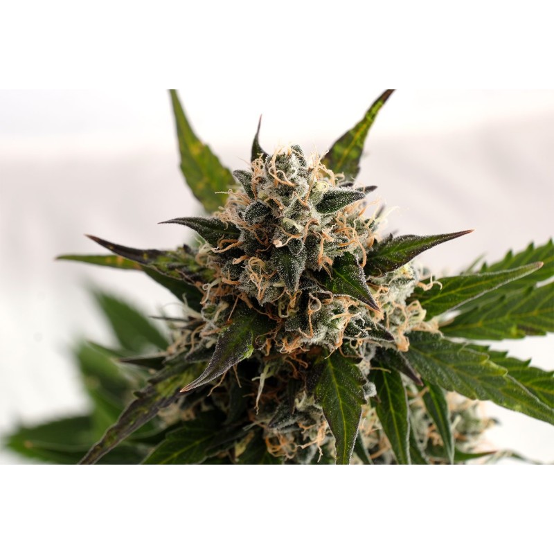 KICKASS AUTO · Kannabia Seed Company · kenevir tohumu · Disi · AutoFem