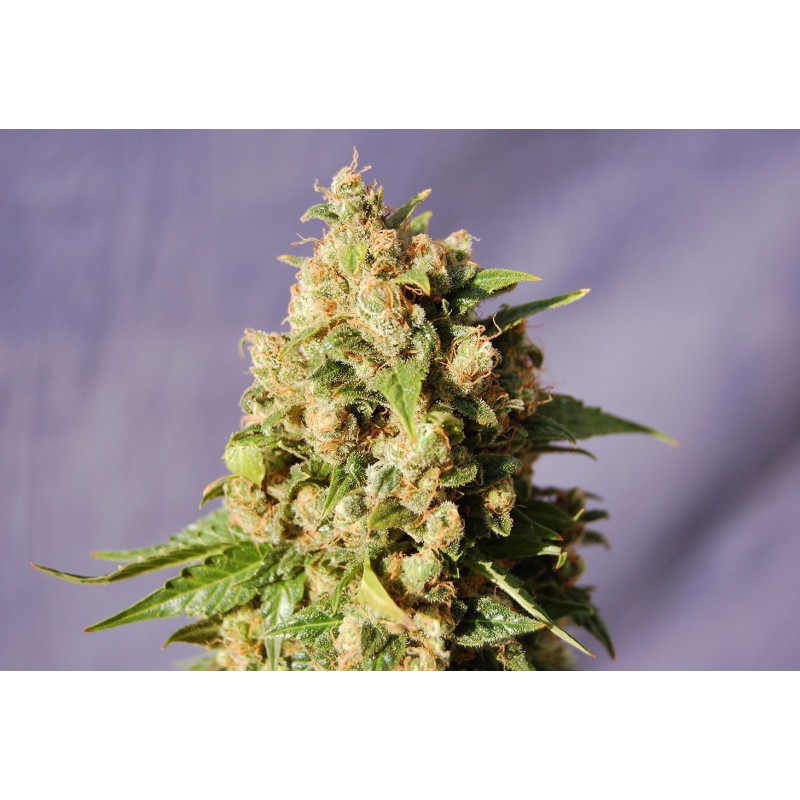 KISS · Kannabia Seed Company · cannabis seeds · Fem