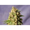 KISS · Kannabia Seed Company · kenevir tohum · Disi · Fem