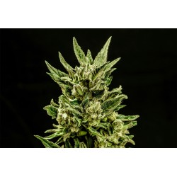 KRITIC AUTO · Kannabia Seed...