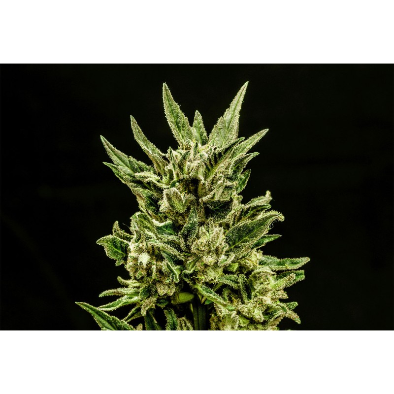 KRITIC AUTO · Kannabia Seed Company · kenevir tohumu · Disi · AutoFem