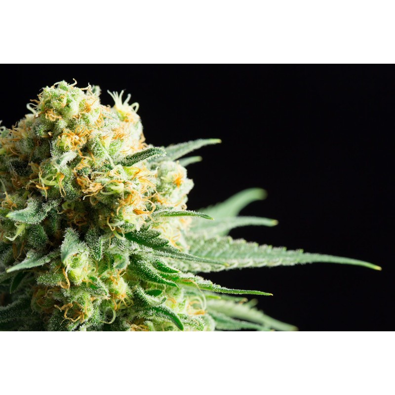KRITIKAL-K · Kannabia Seed Company · cannabis seeds · Fem