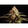 LA BLANCA · Kannabia Seed Company · cannabis seeds · Fem
