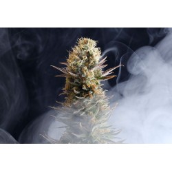 LA REINA DE AFRICA aka KABOOM · Kannabia Seed Company · kenevir tohum · Disi · Fem