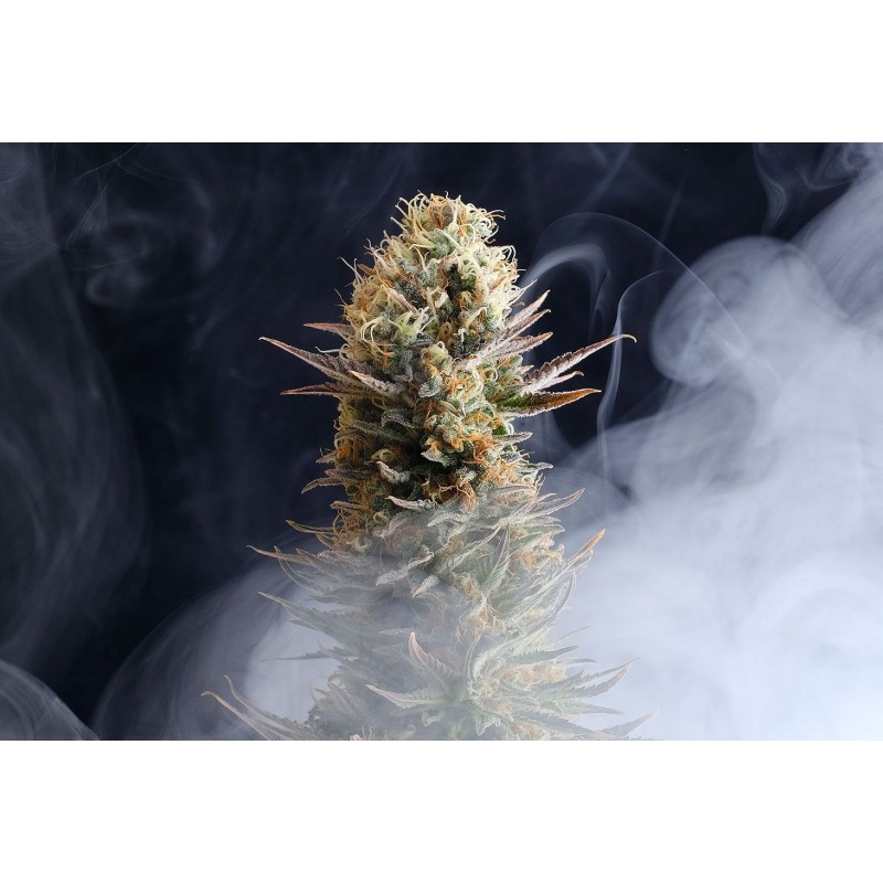 LA REINA DE AFRICA aka KABOOM · Kannabia Seed Company · cannabis seeds · Fem