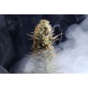 LA REINA DE AFRICA aka KABOOM · Kannabia Seed Company · cannabis seeds · Fem