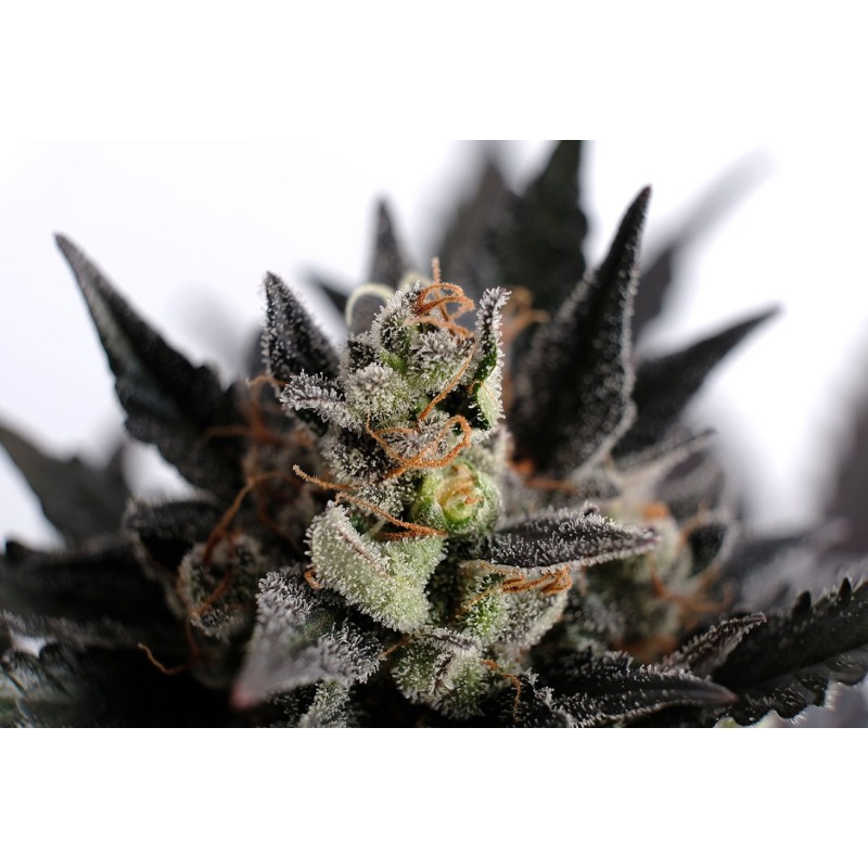 LEMON HAZE AUTO · Kannabia Seed Company · kenevir tohumu · Disi · AutoFem