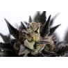 LEMON HAZE AUTO · Kannabia Seed Company · kenevir tohumu · Disi · AutoFem