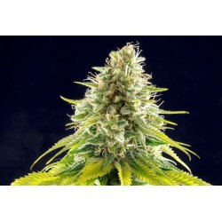 MATARO BLUE · Kannabia Seed Company · cannabis seeds · Fem