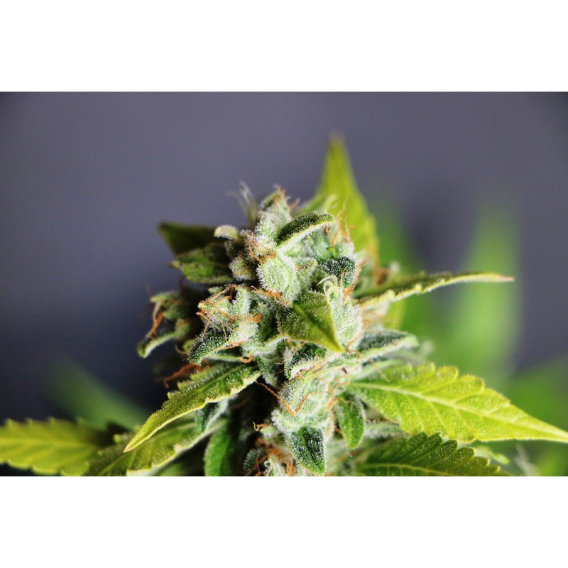 MIKROMACHINE AUTO · cannabis seeds · AutoFem