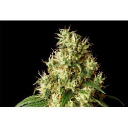 MIMOSA DREAM · Kannabia Seed Company · cannabis seeds · Fem