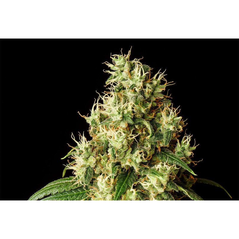 MIMOSA DREAM · Kannabia Seed Company · kenevir tohum · Disi · Fem