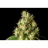 MIMOSA DREAM · Kannabia Seed Company · kenevir tohum · Disi · Fem