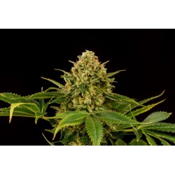 MONKEY GREASE · Kannabia Seed Company · kenevir tohum · Disi · Fem