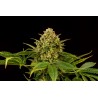MONKEY GREASE · Kannabia Seed Company · cannabis seeds · Fem