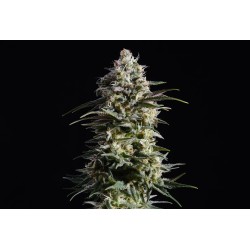 PURE SKUNK GO FAST · Kannabia Seed Company · kenevir tohum · Disi · Fem