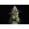 PURE SKUNK GO FAST · Kannabia Seed Company · kenevir tohum · Disi · Fem