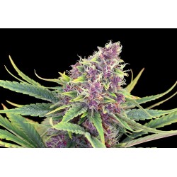 PURPLE KUSH · Kannabia Seed Company · kenevir tohum · Disi · Fem