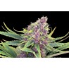 PURPLE KUSH · Kannabia Seed Company · cannabis seeds · Fem
