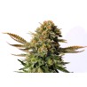 RUSSIAN DOLL · Kannabia Seed Company · cannabis seeds · Fem