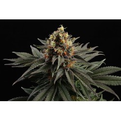 SATIVA DREAM · Kannabia Seed Company · kenevir tohum · Disi · Fem