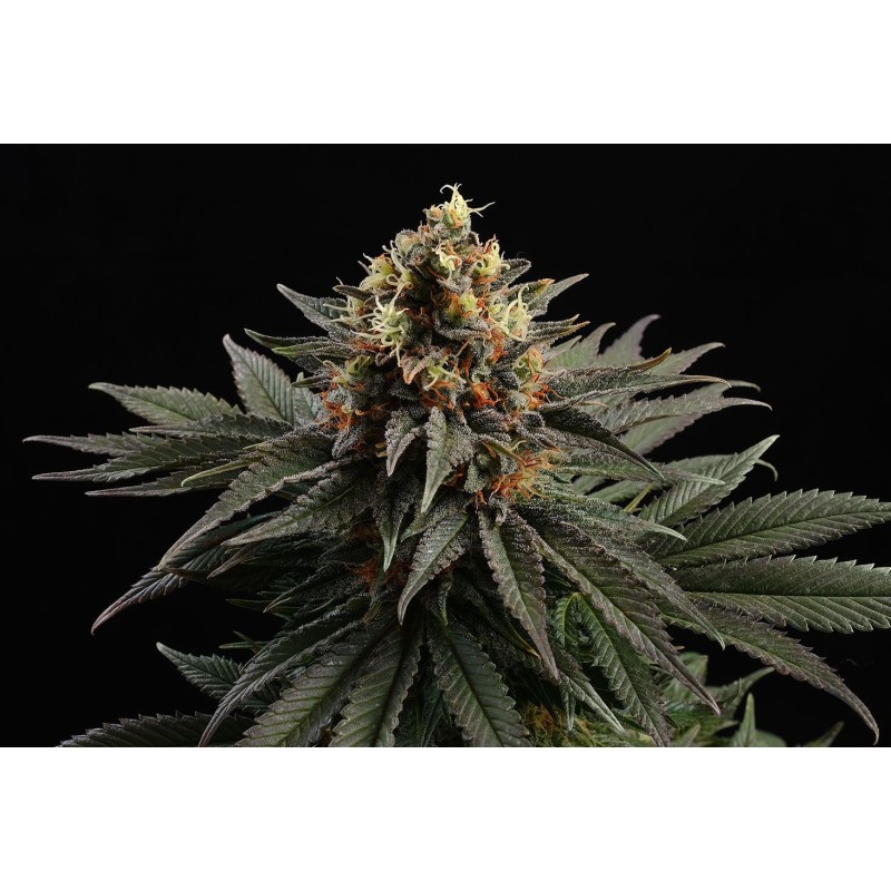 SATIVA DREAM · Kannabia Seed Company · kenevir tohum · Disi · Fem