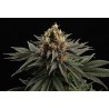 SATIVA DREAM · Kannabia Seed Company · kenevir tohum · Disi · Fem