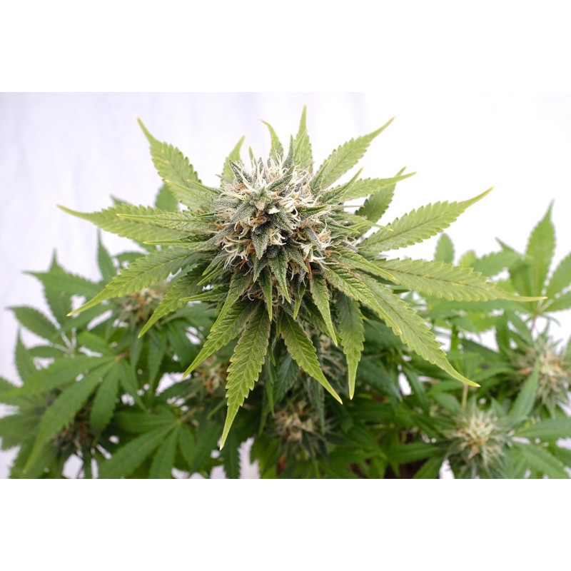 SILVER WIDOW · Kannabia Seed Company · cannabis seeds · Fem