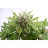 SILVER WIDOW · Kannabia Seed Company · cannabis seeds · Fem