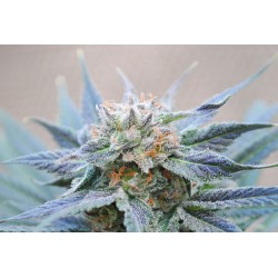 SKUNK + · Kannabia Seed Company · cannabis seeds · Fem