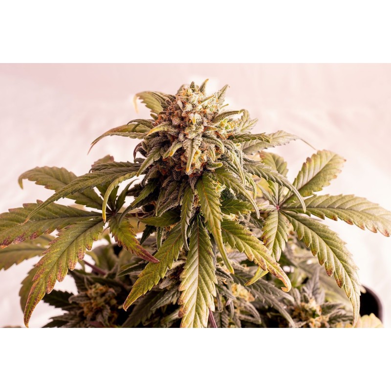 SPEEDY BOOM AUTO · Kannabia Seed Company · kenevir tohumu · Disi · AutoFem