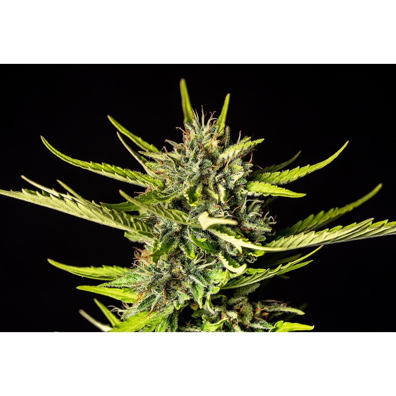 STRAWBERRY HAZE AUTO · Kannabia Seed Company · kenevir tohumu · Disi · AutoFem