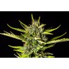 STRAWBERRY HAZE AUTO · Kannabia Seed Company · kenevir tohumu · Disi · AutoFem