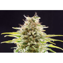 SUPER OG KUSH · Kannabia Seed Company · cannabis seeds · Fem