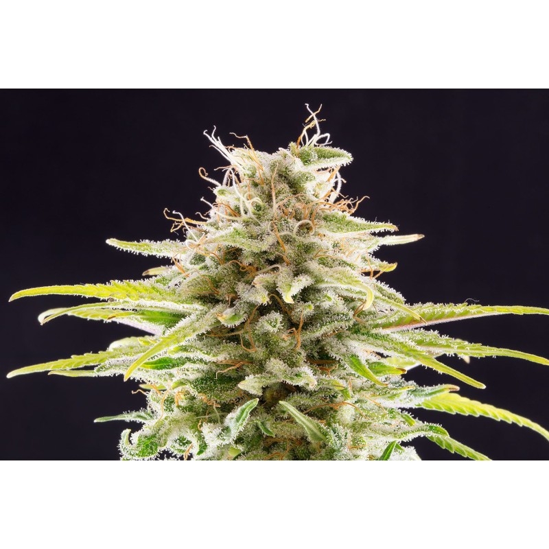 SUPER OG KUSH · Kannabia Seed Company · kenevir tohum · Disi · Fem