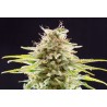 SUPER OG KUSH · Kannabia Seed Company · cannabis seeds · Fem