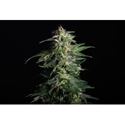 SWISS DREAM AUTO CBD ·...