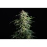 SWISS DREAM AUTO CBD · Kannabia Seed Company · kenevir tohum · Disi · AutoFem
