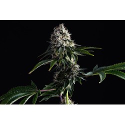 SWISS DREAM CBD · Kannabia Seed Company · kenevir tohum · Disi · Fem