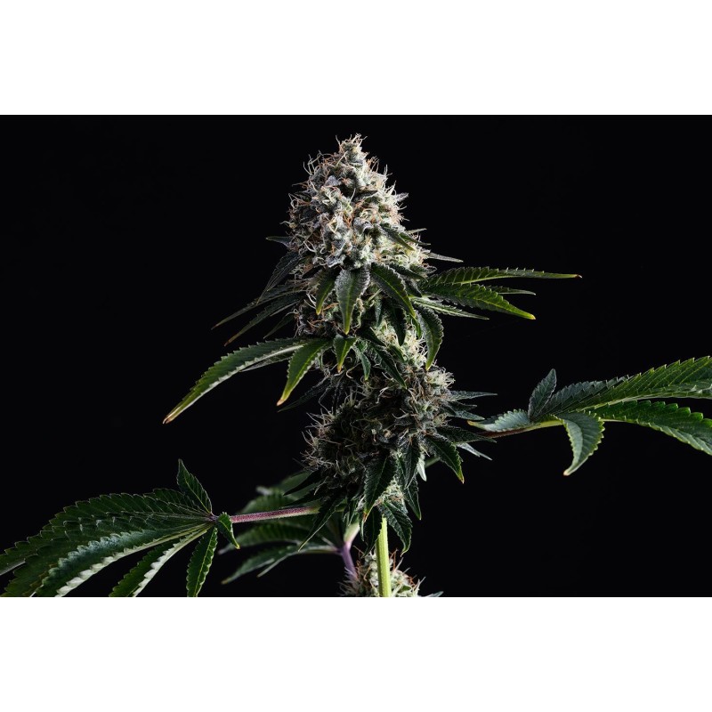SWISS DREAM CBD · Kannabia Seed Company · cannabis seeds · Fem
