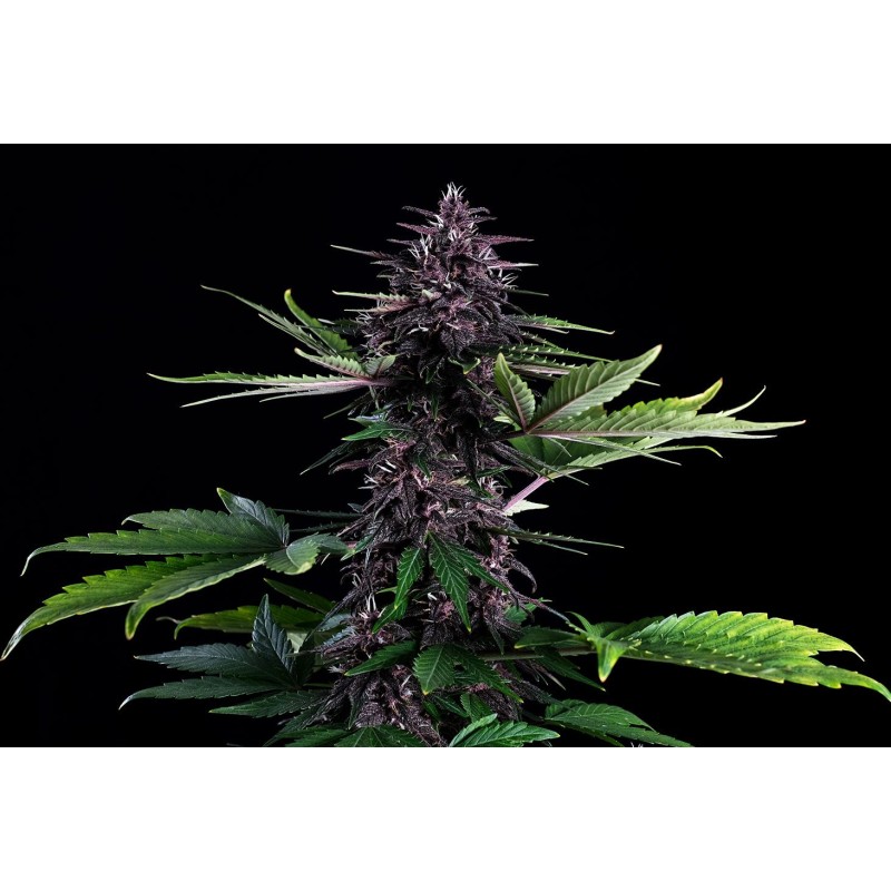 SWISS DREAM ROSE AUTO CBD · Kannabia Seed Company · kenevir tohum · Disi · Fem