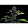 SWISS DREAM ROSE AUTO CBD · Kannabia Seed Company · kenevir tohum · Disi · Fem