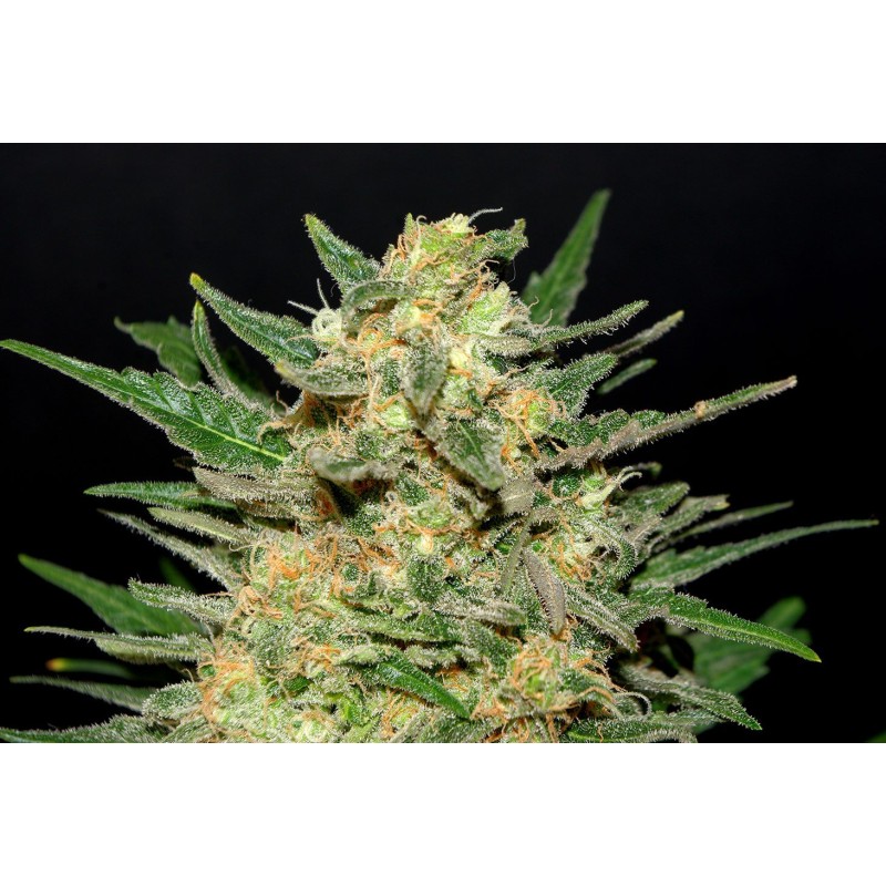 THAI FANTASY · Kannabia Seed Company · cannabis seeds · Fem