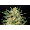 THAI FANTASY · Kannabia Seed Company · cannabis seeds · Fem